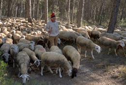 Fundació Caxa d'Enginyers ayuda rebaños para que limpien zonas en riesgo de incendios