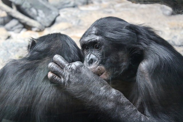 Bonobos