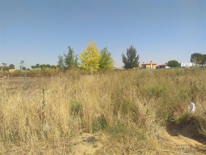 Estado de una de las parcelas sin desbrozar en Aldeamayor.