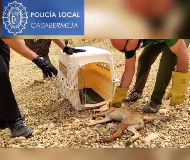 Zorro rescatado de morir envenenado en Casabermeja