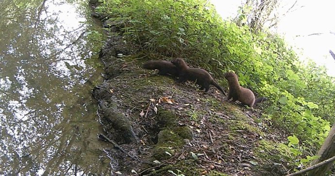 Crias de visón.
