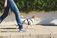 Veterinarios de Baleares recomiendan evitar sacar a pasear a los perros en las horas de más calor