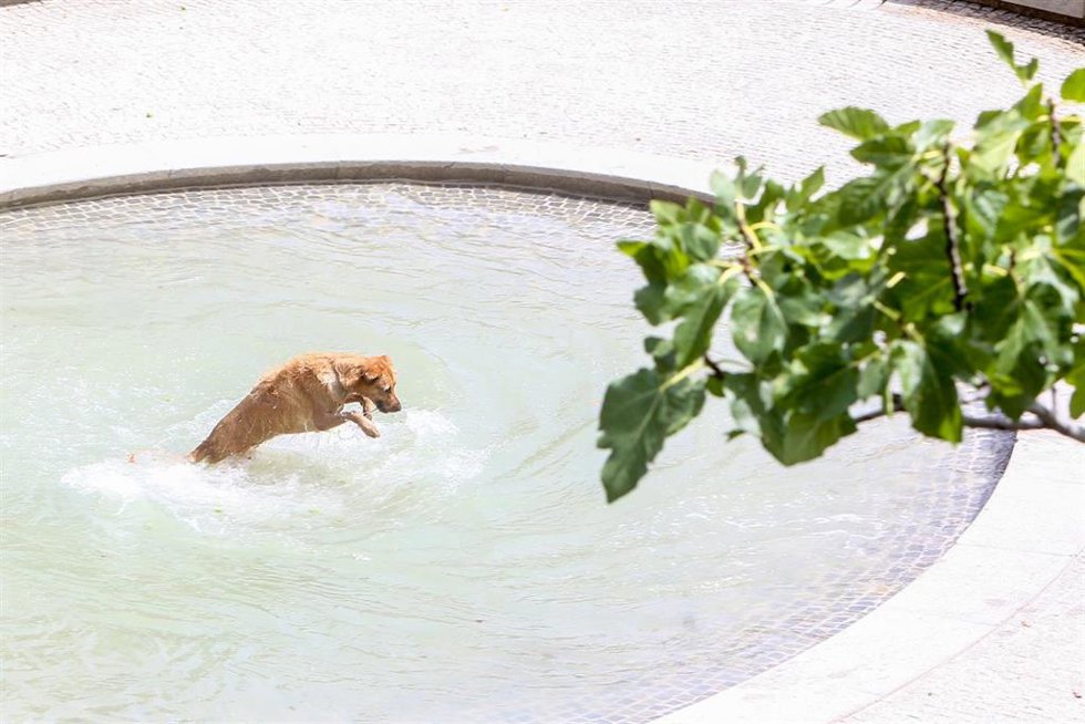 Un perro se moja en una fuente en el parque