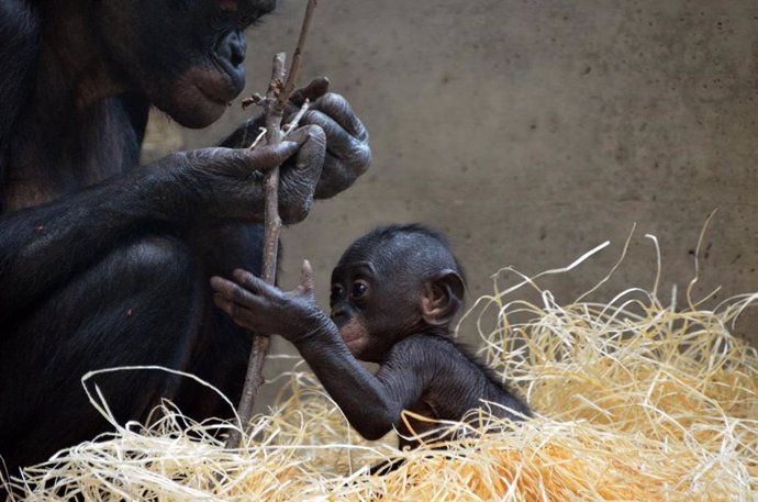 Archivo - Bonobos. Sandra Heldstab, Zoologisch-Botanischer Garten Wilhelma, Stuttgart