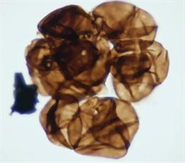 Muestra de microfósil de espora