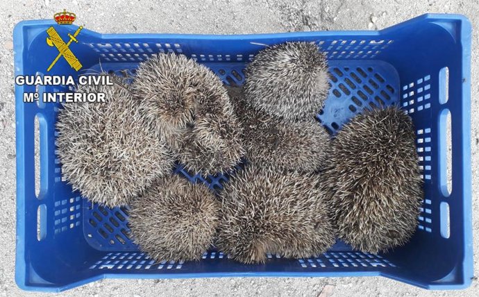 Investigado En La Torre De Esteban Hambrán Tras Ser Sorprendido Con 7 Erizos Capturados En Su Medio Natural