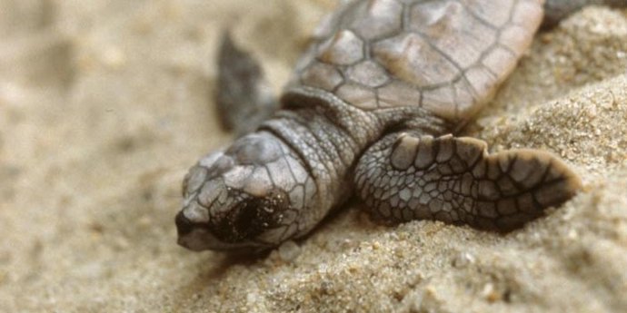 De los 85 huevos de tortugas marinas del nido de Calafell (Tarragona), 41 nacieron en la playa la madrugada del 11 de julio y el resto han sido abiertos esta madrugada en las instalaciones de la fundación Cram, sobreviviendo solo una de las crías.