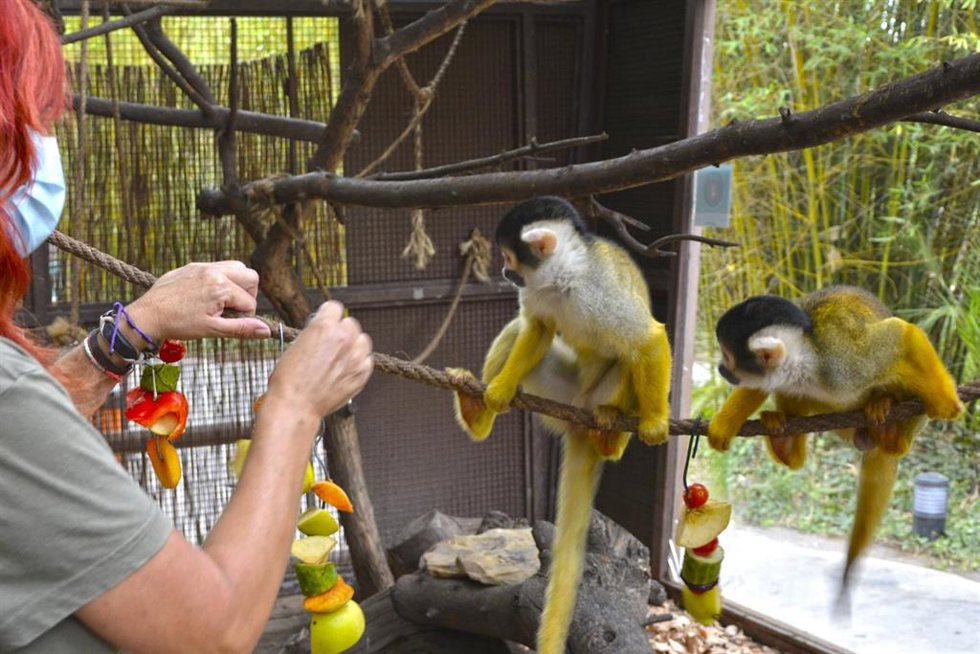 Terra Natura Benidorm activa el protocolo de prevención para los animales contra la ola de calor