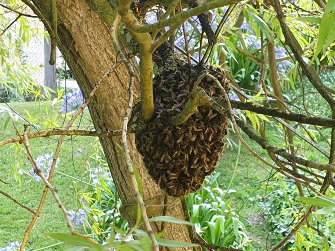 Nido de abejas