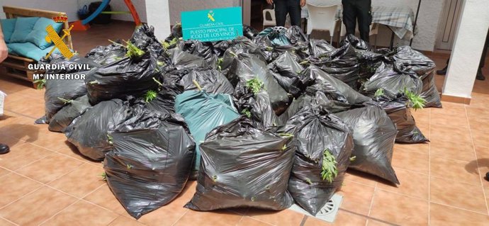 Plantas de hachís incautadas