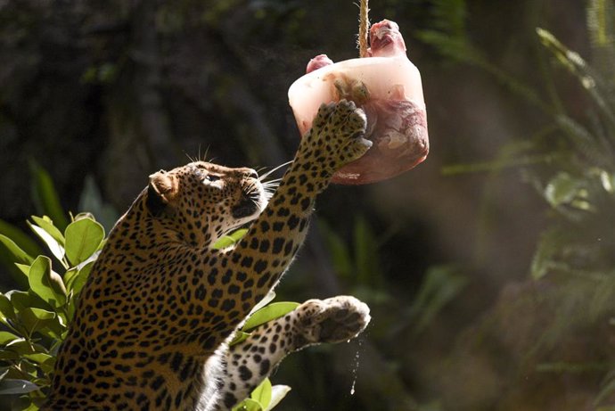 Un guepardo jugando en el Bioparc de Valncia con un 'helado' para combatir la ola de calor 