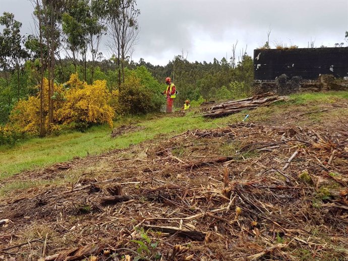 Archivo - Desbroce de finca, roza, limpieza de terreno forestal