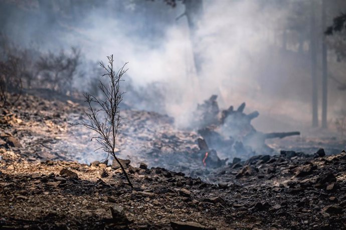 Incendio en el Parque Nacional de Aspromonte, en Calabria (Italia)