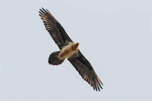 Archivo - Foto de un quebrantahuesos.