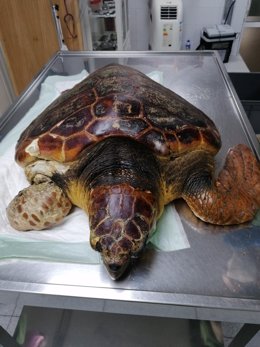 El Cabildo de La Palma rescata una tortuga boba que se recupera en el Centro de Rehabilitación de Fauna Silvestre