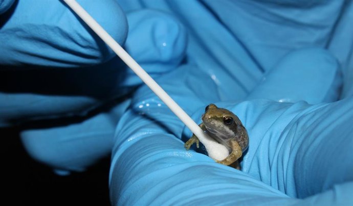 El Gobierno de Aragón y el Acuario de Zaragoza consiguen sacar adelante cerca de 250 ejemplares de rana pirenaica.