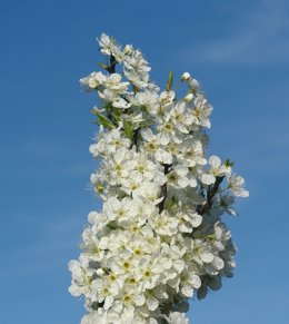 Flores de ciruelo japonés.