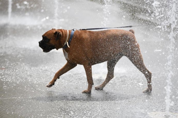 Un perro se refresca en una fuente del Parc Central de Valncia