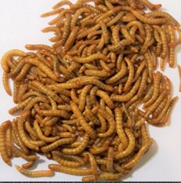 La granja de insectos Just Bugs producirá  harinas para consumo aminal y humano a partir del gusano 'Tenebrio molitor'.