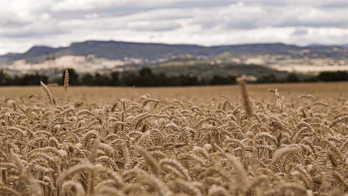 Campos de 'Compromiso Harmony' de Mondelez International