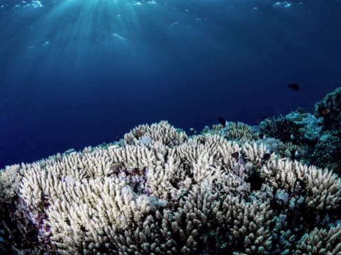 El cambio climático y el calentamiento de los mares están teniendo un impacto devastador en los arrecifes de coral, provocando un blanqueamiento generalizado de los corales como el que se muestra arriba.