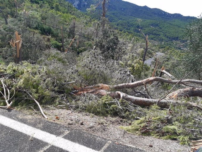 Árboles caídos en la Serra de Tramuntana por culpa del 'cap de fibló' del 29 de agosto de 2020