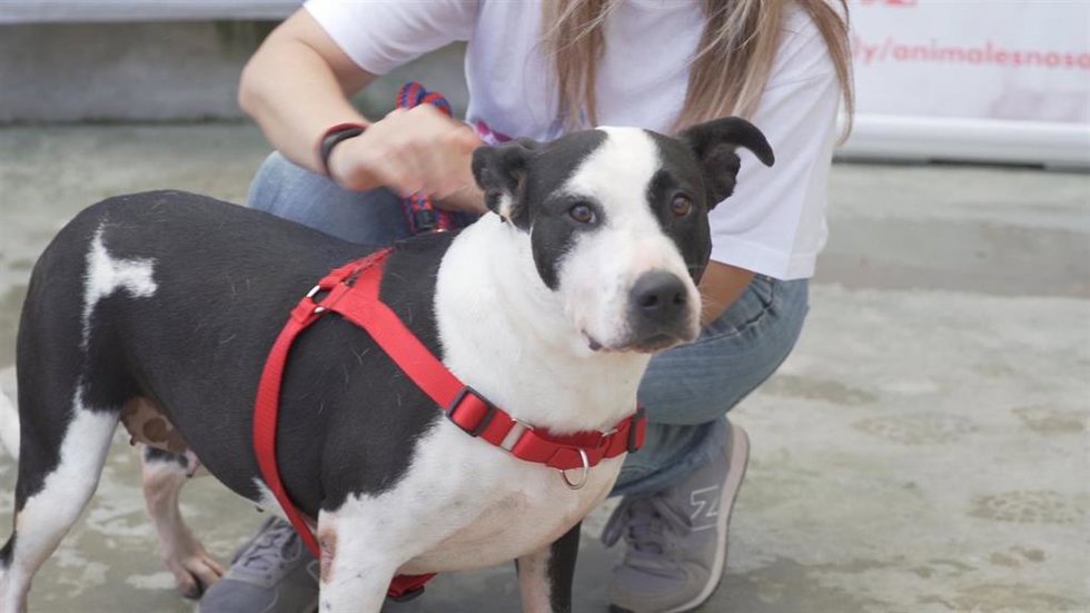 Archivo - Perro en adopción