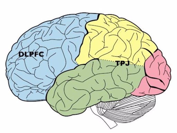 El córtex prefrontal dorsolateral (DLPFC) y la unión temporoparietal (TPJ): las áreas cerebrales que intervienen en la toma de decisiones sobre el castigo