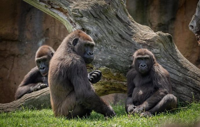 Virunga junto a otros gorilas en Bioparc Valencia