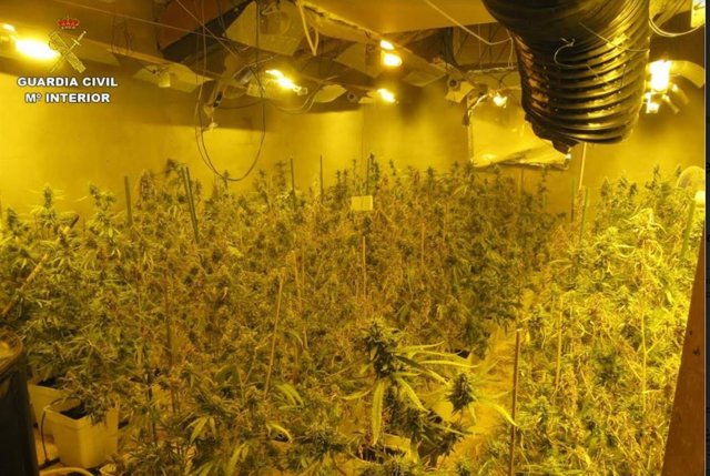 Cultivo indoor de marihuana en Villena
