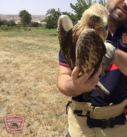 Ejemplar de águila calzada rescatada en el Camino de Fuentezuelas