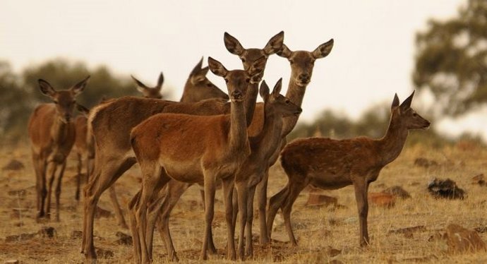 Archivo - Investigación sobre embriones de ciervo ibérico.