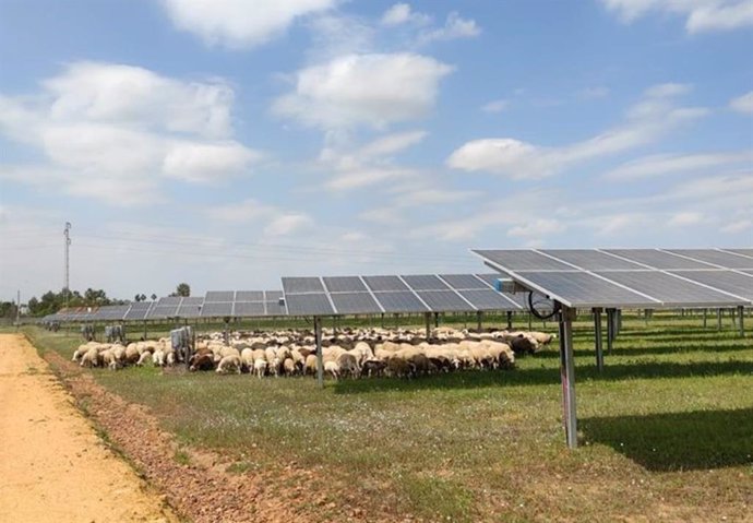 Ingeteam colabora con pastores locales para el mantenimiento de sus plantas fotovoltaicas