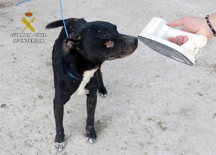 Guardia Civil investiga a un vecino de Cartagena por el abandono de un perro de raza potencialmente peligrosa