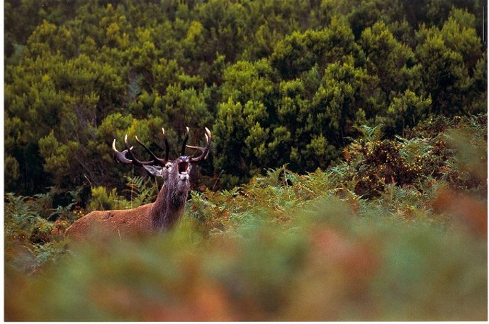 Archivo - Gorbeia durante la berrea