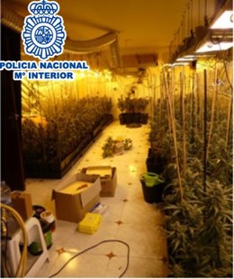 Desmantellen cinc plantacions de marihuana en el Baix Llobregat (Barcelona)