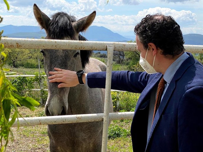 El delegado territorial de Agricultura, Ganadería y Pesca de la Junta en Córdoba, Juan Ramón Pérez, con un caballo.