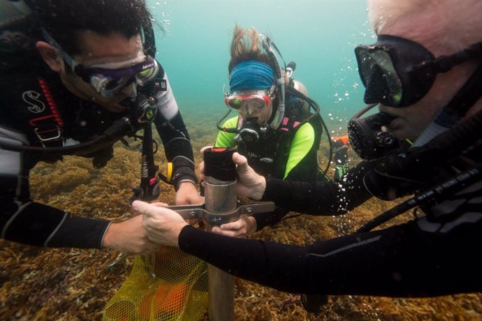 Extracción de muestras de sedimento de los arrecifes de coral del Caribe para averiguar los efectos que han tenido en ellos la actividad humana históricamente.