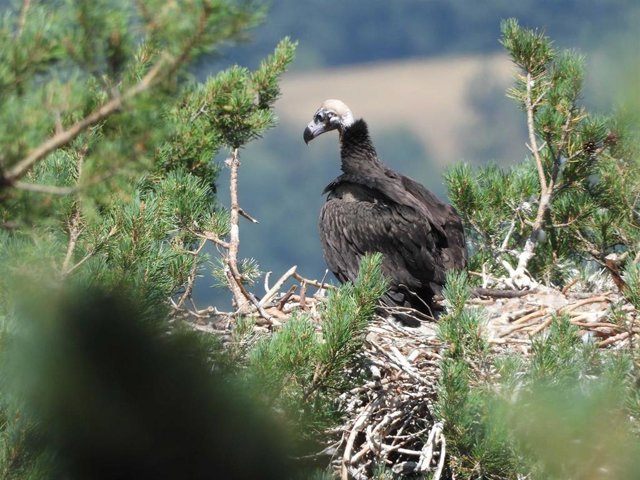 Uno de los buitres que ha logrado sobrevivir en la Sierra de la Demanda.