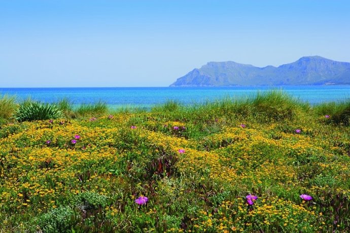 El sendero azul Es Comú de Muro, en Mallorca.
