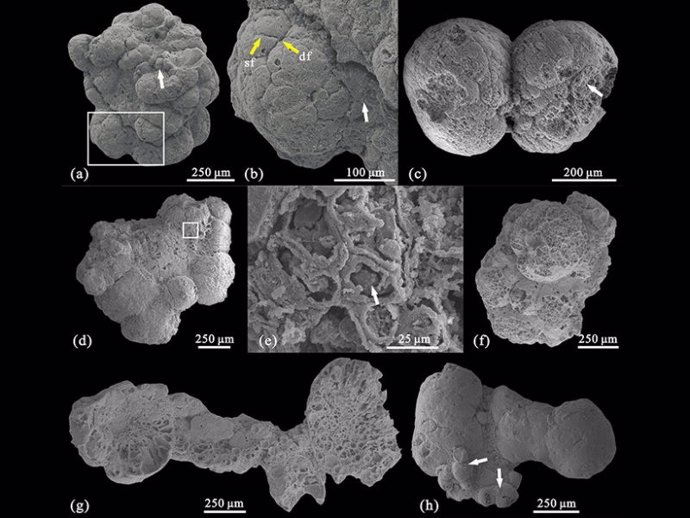 Aspecto de los fósiles de algas multicelulares datdas en el Cámbrico