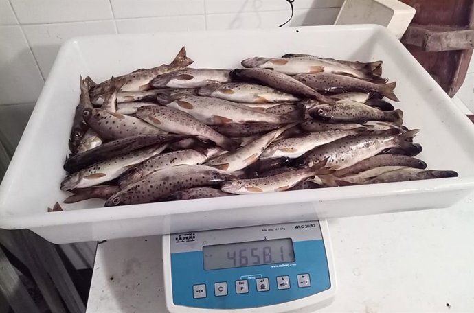 Truchas incautadas a un furtivo en el Tambre