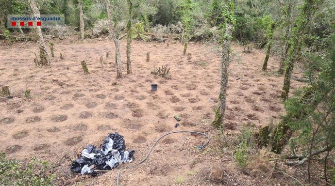 Imagen de la plantación con 2.093 plantas de marihuana en Santa Cristina d'Aro (Girona)