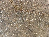 El IEO ve "muy precipitado" achacar el episodio de mortandad de peces en el Mar Menor solo al aumento de la temperatura