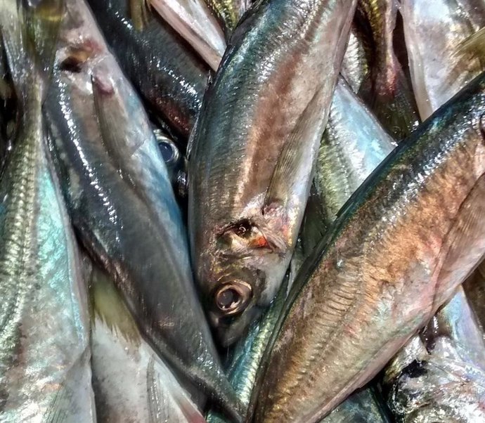 Sardina.