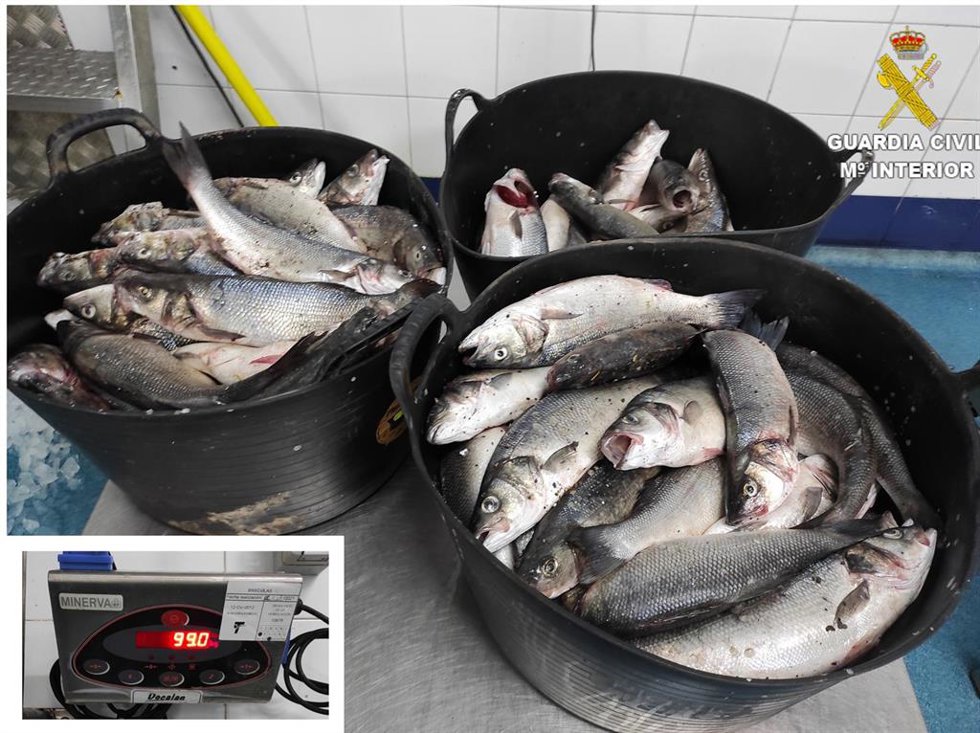 99 Kilos De Lubina incautados por La Guardia Civil