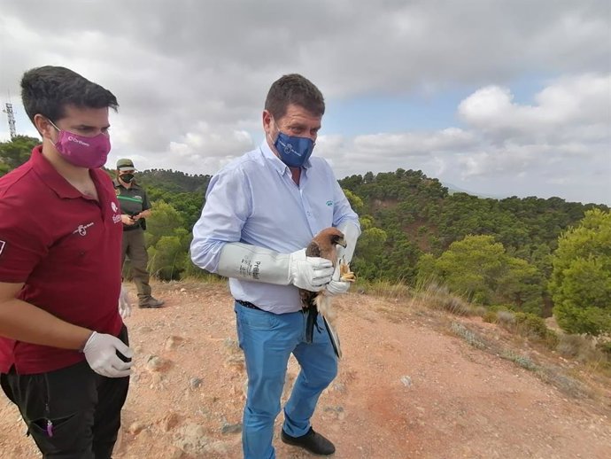 Devuelto a la naturaleza un ejemplar de águila calzada tras ser tratado en el Centro de Recuperación de la Comunidad Autónoma