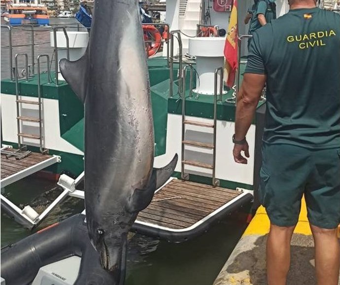 Imagen del delfín hallado en Elche