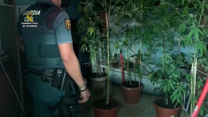 Marihuana intervenida.