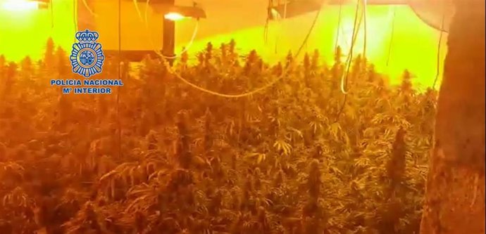 Plantación de marihuana en Llucmajor